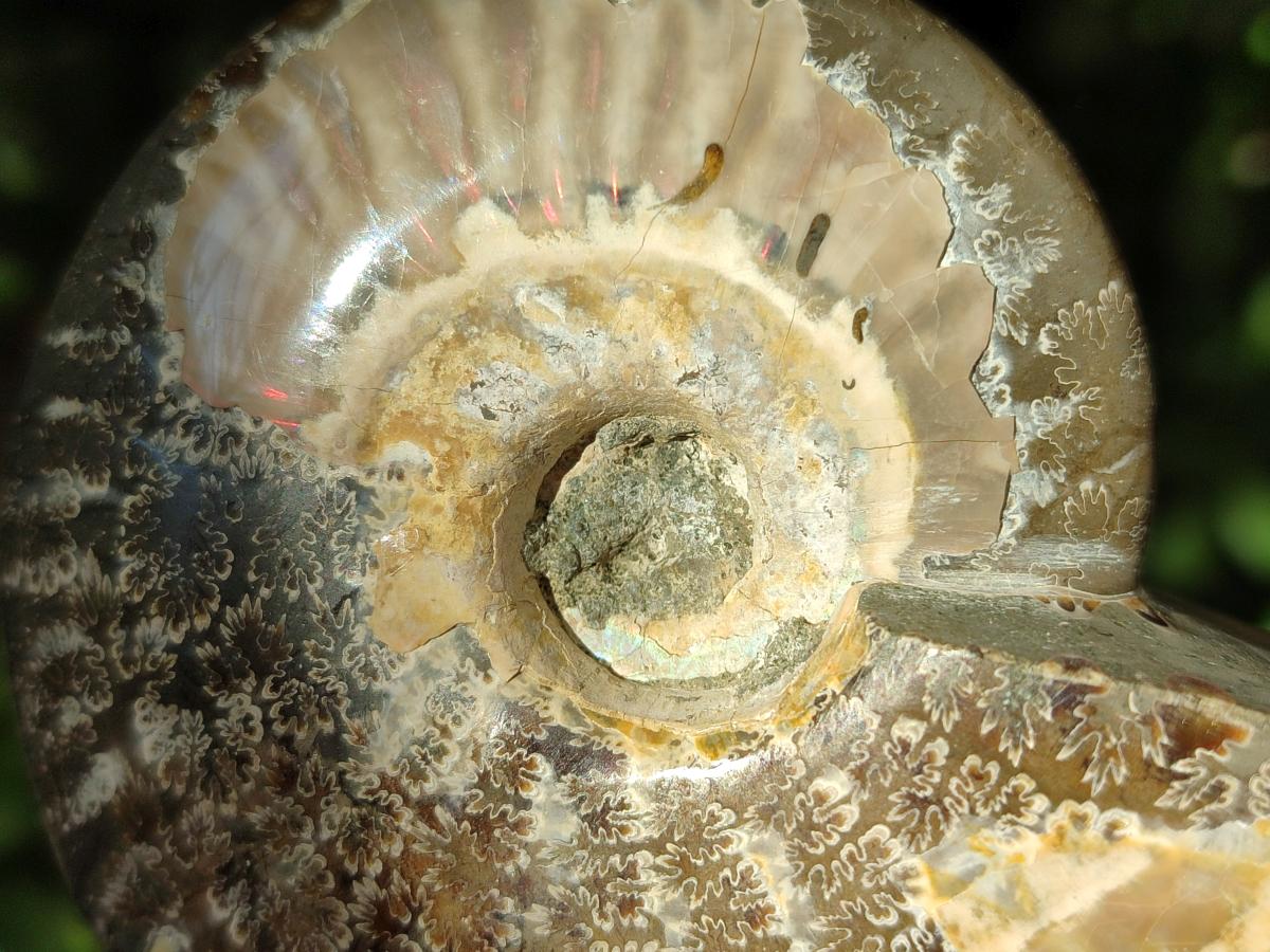Polished Cleoniceras "Jigsaw" Ammonite Fossils x 6 From Tulear, Madagascar