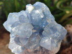 Natural Blue Celestite Specimens x 2 From Sakoany, Madagascar