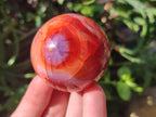 Polished Carnelian Agate Gemstone Spheres x 6 From Madagascar