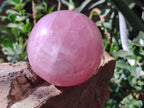 Polished Large Gemmy Star Rose Quartz Sphere x 1 From Madagascar