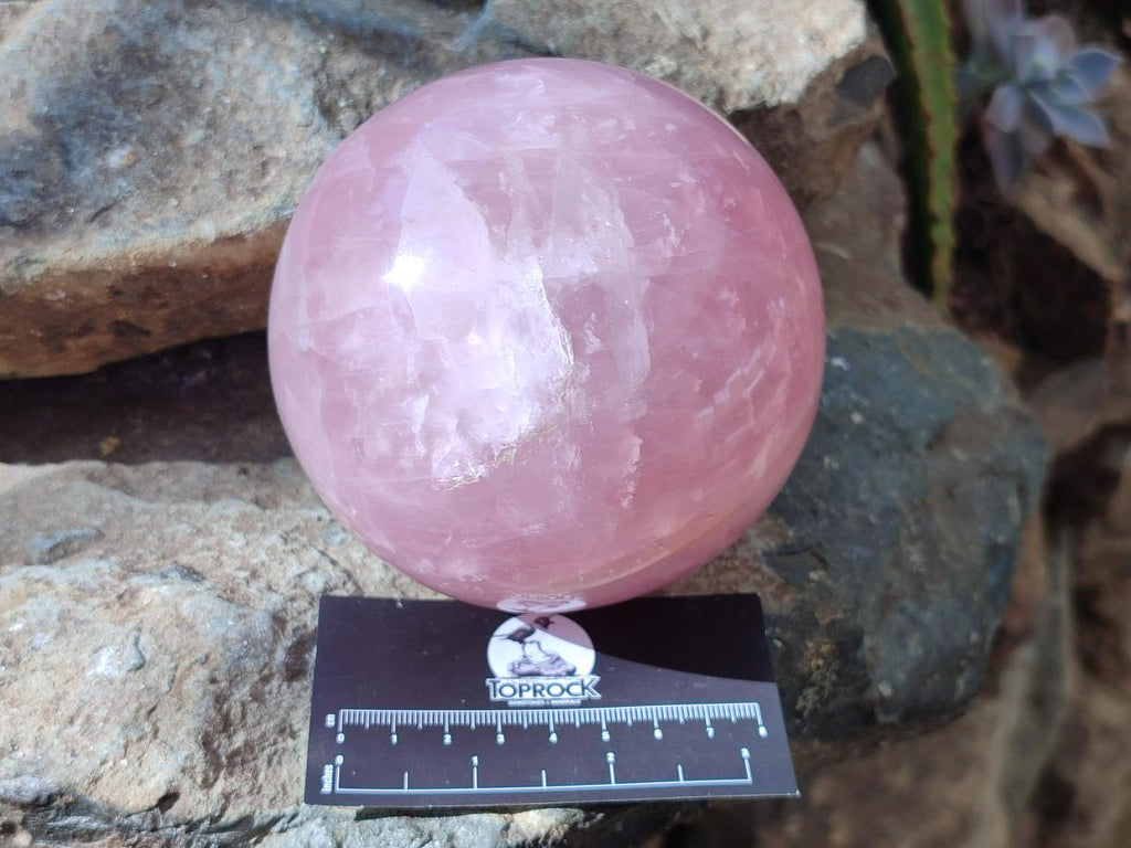 Polished Large Gemmy Star Rose Quartz Sphere x 1 From Madagascar