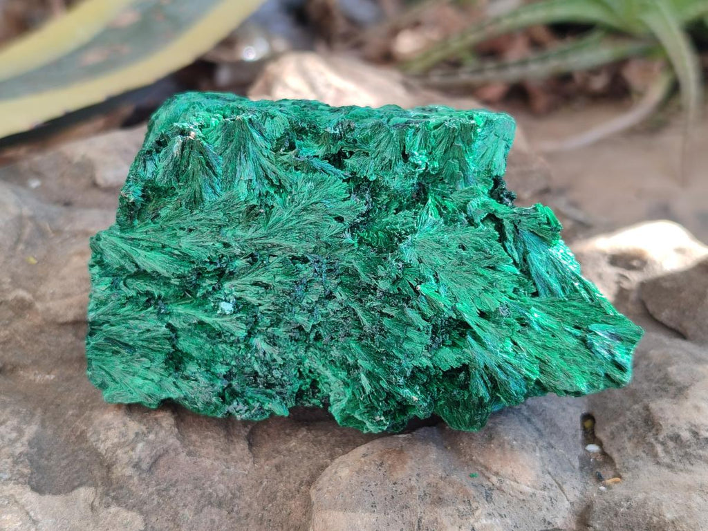 Natural Silky Malachite Specimens x 4 From Kasompe, Congo