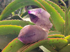 Natural Window Amethyst Crystals x 12 From Chiredzi, Zimbabwe