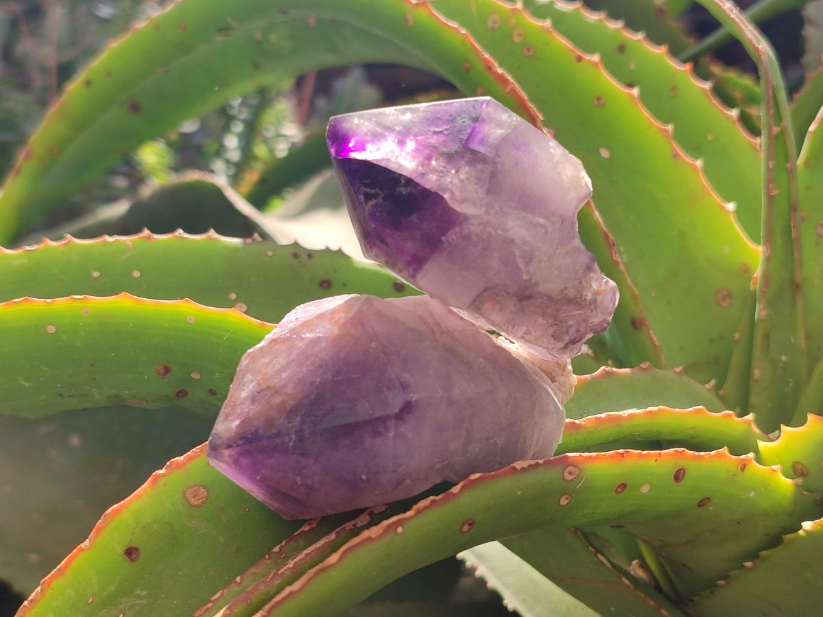 Natural Window Amethyst Crystals x 12 From Chiredzi, Zimbabwe
