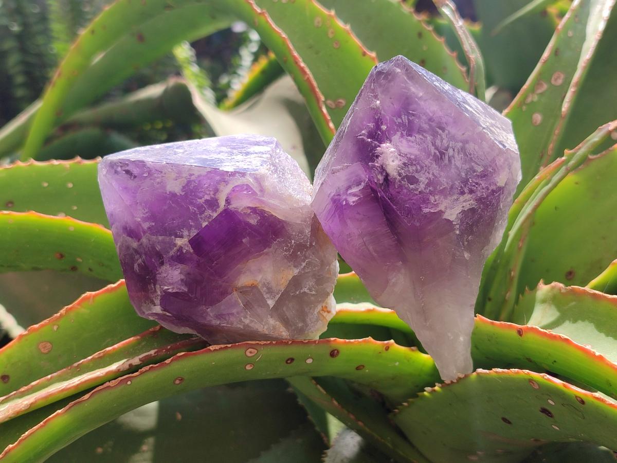 Natural Jacaranda Amethyst Single Crystals x 12 From Mumbwa, Zambia