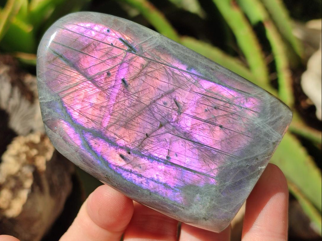 Polished Rare Purple Sunset Flash Labradorite Standing Free Forms x 4 From Madagascar