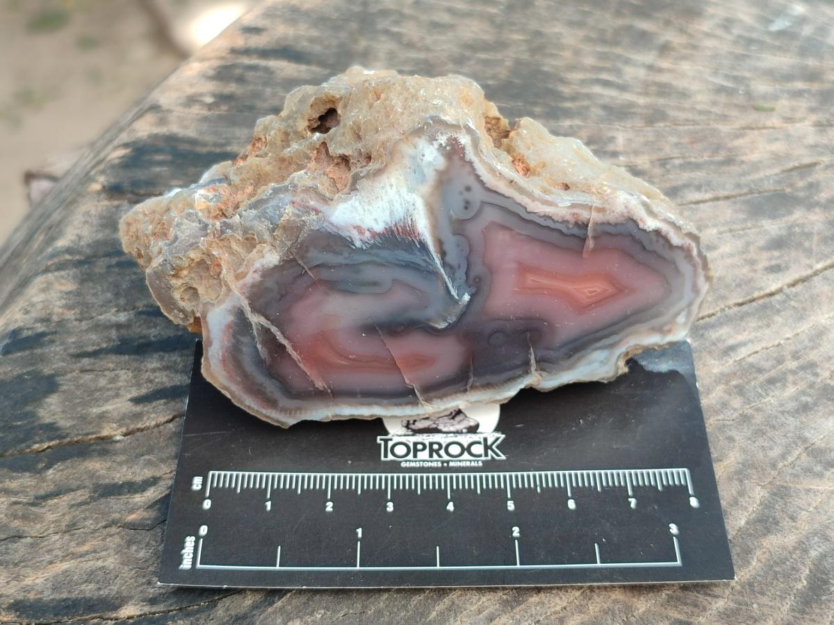 Polished One Side Red Shashe River Agate Nodules x 6 From Shashe River, Zimbabwe