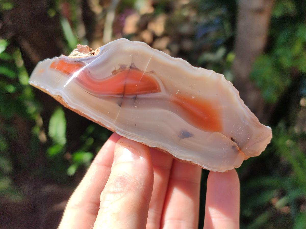 Polished One Side Red Shashe River Agate Nodules x 6 From Shashe River, Zimbabwe