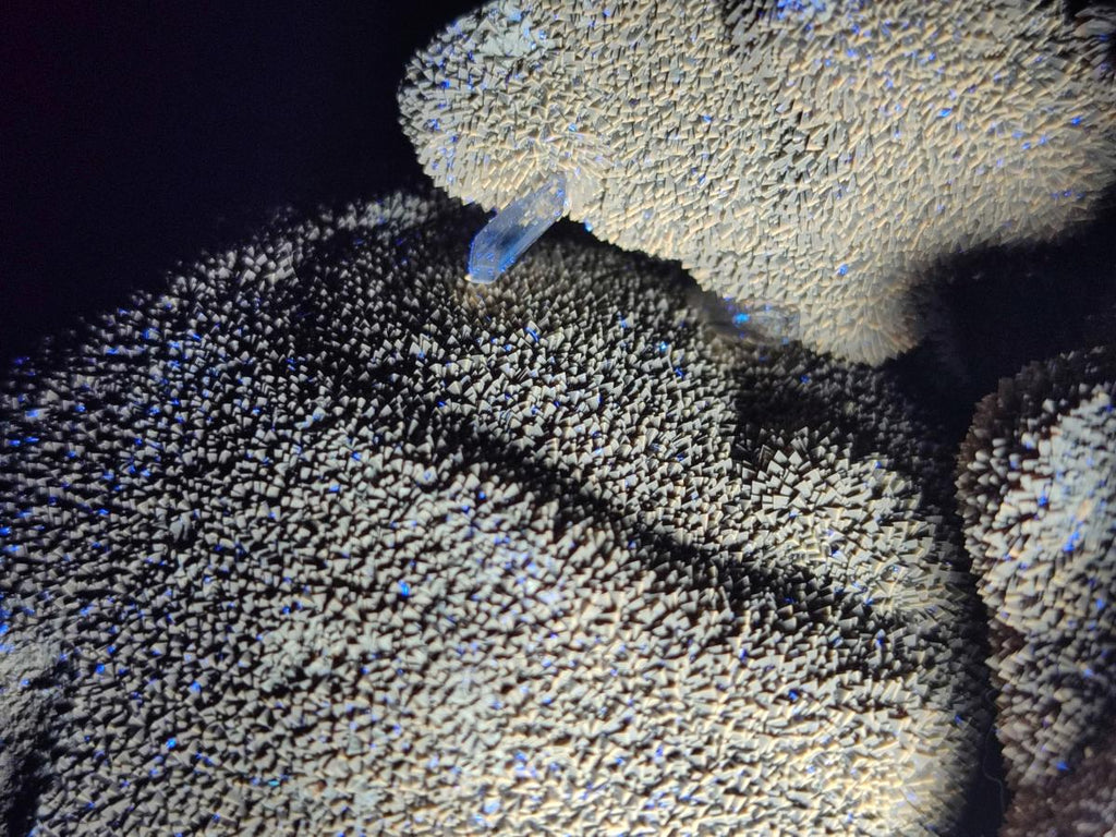 Polished Septerye Sauvage "Dragons Egg" Geodes x 2 From Mahajanga, Madagascar