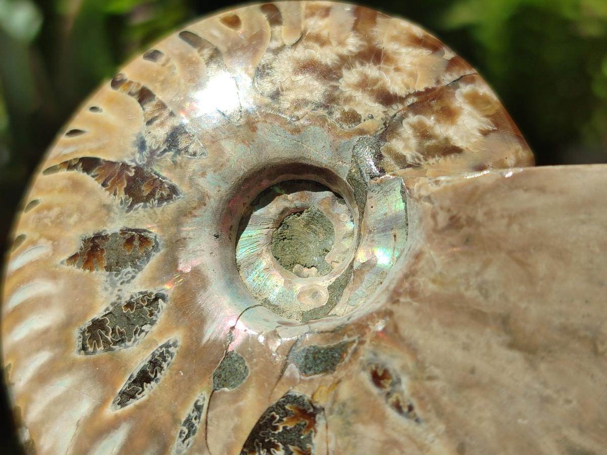 Polished Cleoniceras Red Ammolite Opalized Ammonite Fossils x 6 From Tulear, Madagascar