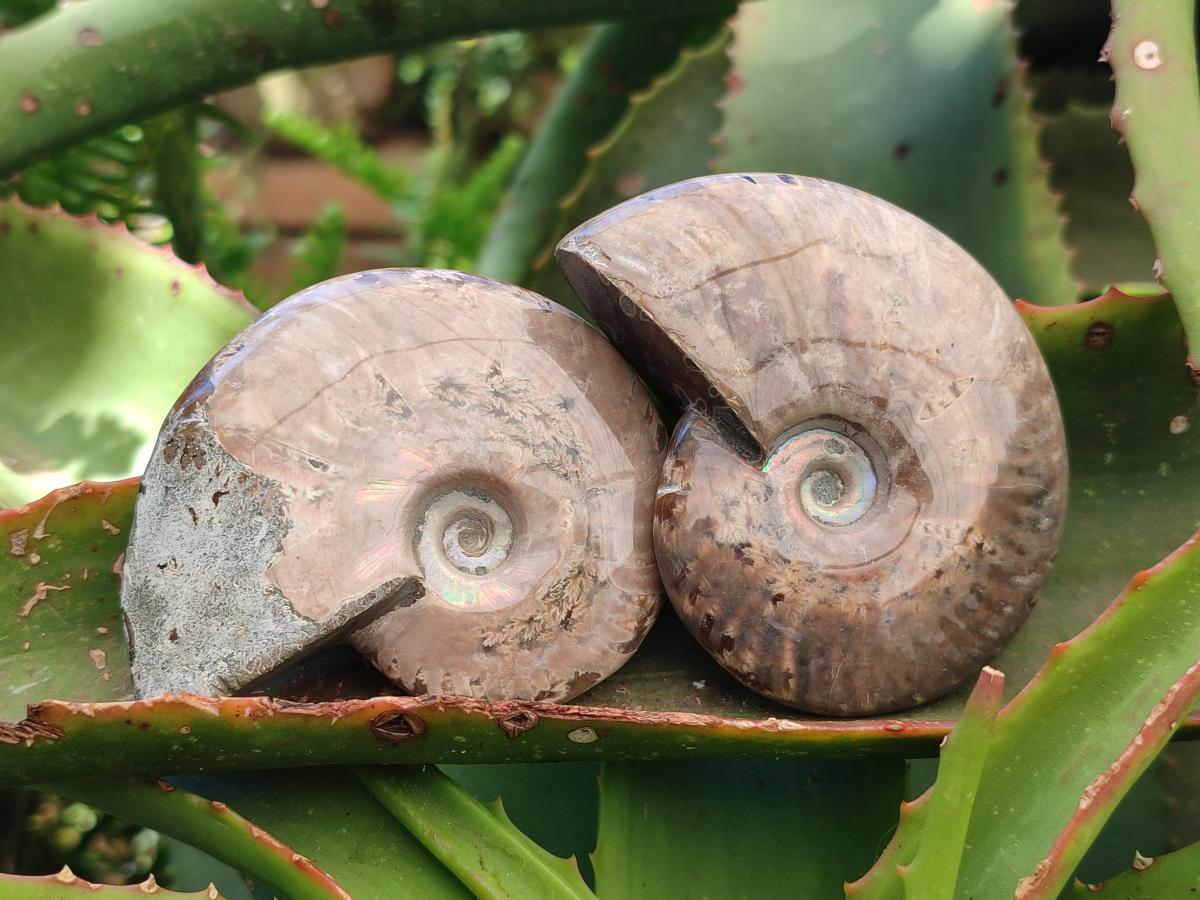 Polished Cleoniceras Red Ammolite Opalized Ammonite Fossils x 6 From Tulear, Madagascar