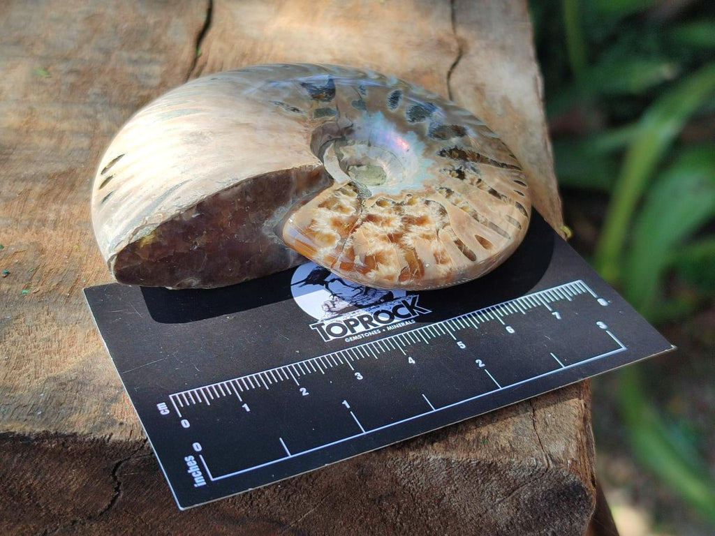 Polished Cleoniceras Red Ammolite Opalized Ammonite Fossils x 6 From Tulear, Madagascar