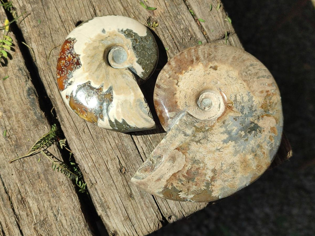 Polished Cleoniceras Red Ammolite Opalized Ammonite Fossils x 6 From Tulear, Madagascar