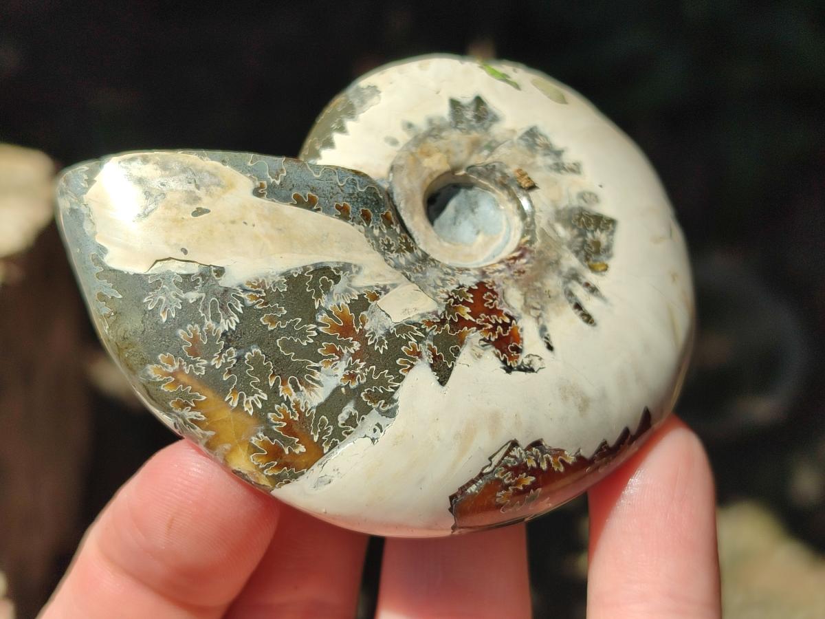 Polished Cleoniceras Red Ammolite Opalized Ammonite Fossils x 6 From Tulear, Madagascar