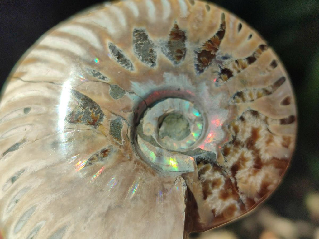 Polished Cleoniceras Red Ammolite Opalized Ammonite Fossils x 6 From Tulear, Madagascar