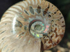 Polished Cleoniceras Red Ammolite Opalized Ammonite Fossils x 6 From Tulear, Madagascar