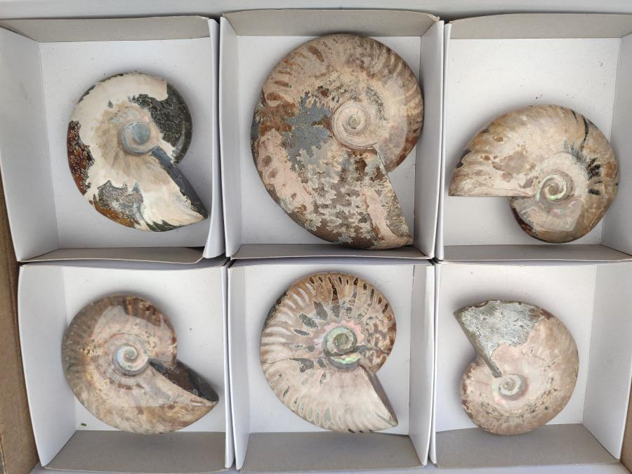 Polished Cleoniceras Red Ammolite Opalized Ammonite Fossils x 6 From Tulear, Madagascar