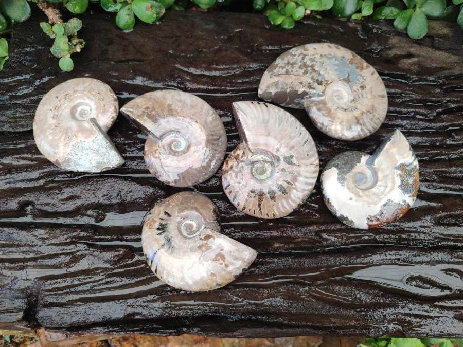 Polished Cleoniceras Red Ammolite Opalized Ammonite Fossils x 6 From Tulear, Madagascar