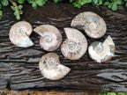 Polished Cleoniceras Red Ammolite Opalized Ammonite Fossils x 6 From Tulear, Madagascar