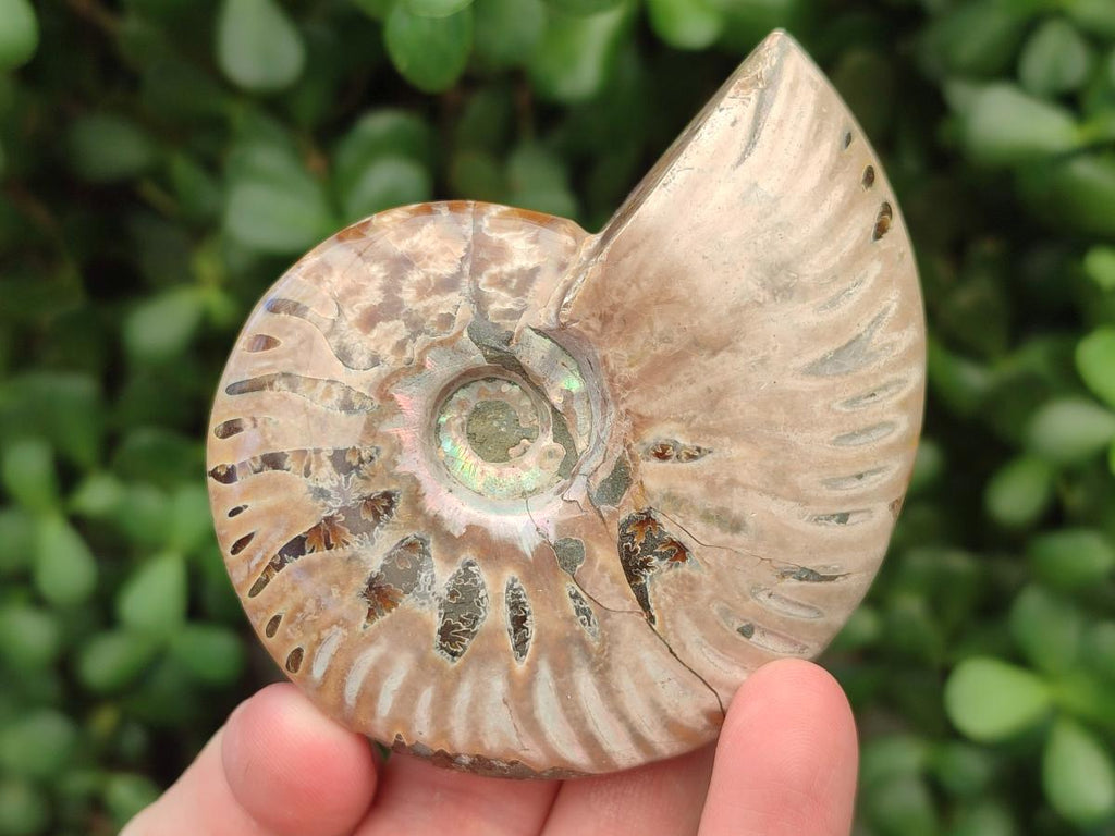 Polished Cleoniceras Red Ammolite Opalized Ammonite Fossils x 6 From Tulear, Madagascar