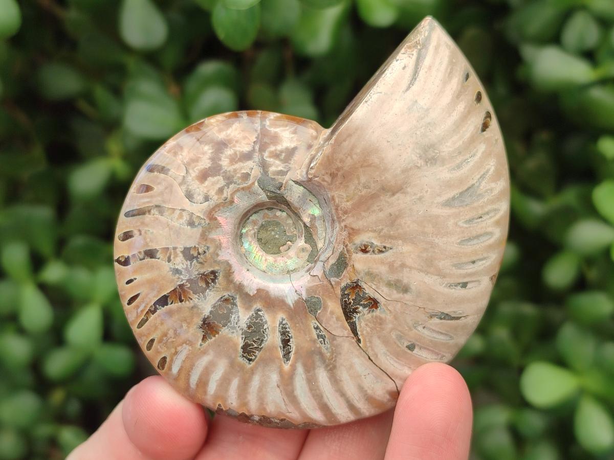 Polished Cleoniceras Red Ammolite Opalized Ammonite Fossils x 6 From Tulear, Madagascar