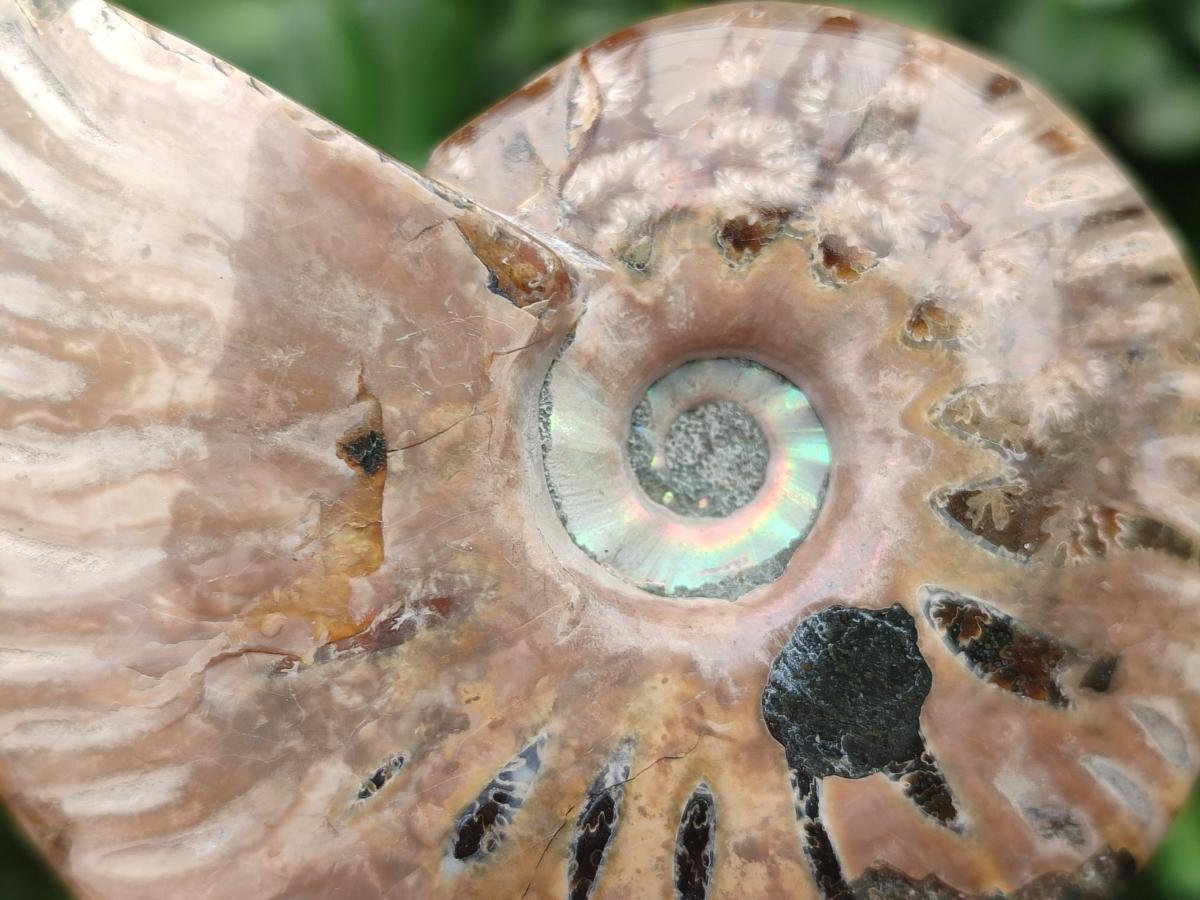 Polished Cleoniceras Red Ammolite Opalized Ammonite Fossils x 6 From Tulear, Madagascar