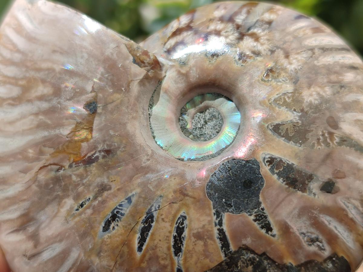 Polished Cleoniceras Red Ammolite Opalized Ammonite Fossils x 6 From Tulear, Madagascar