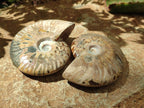 Polished Cleoniceras Red Ammolite Opalized Ammonite Fossils x 6 From Tulear, Madagascar