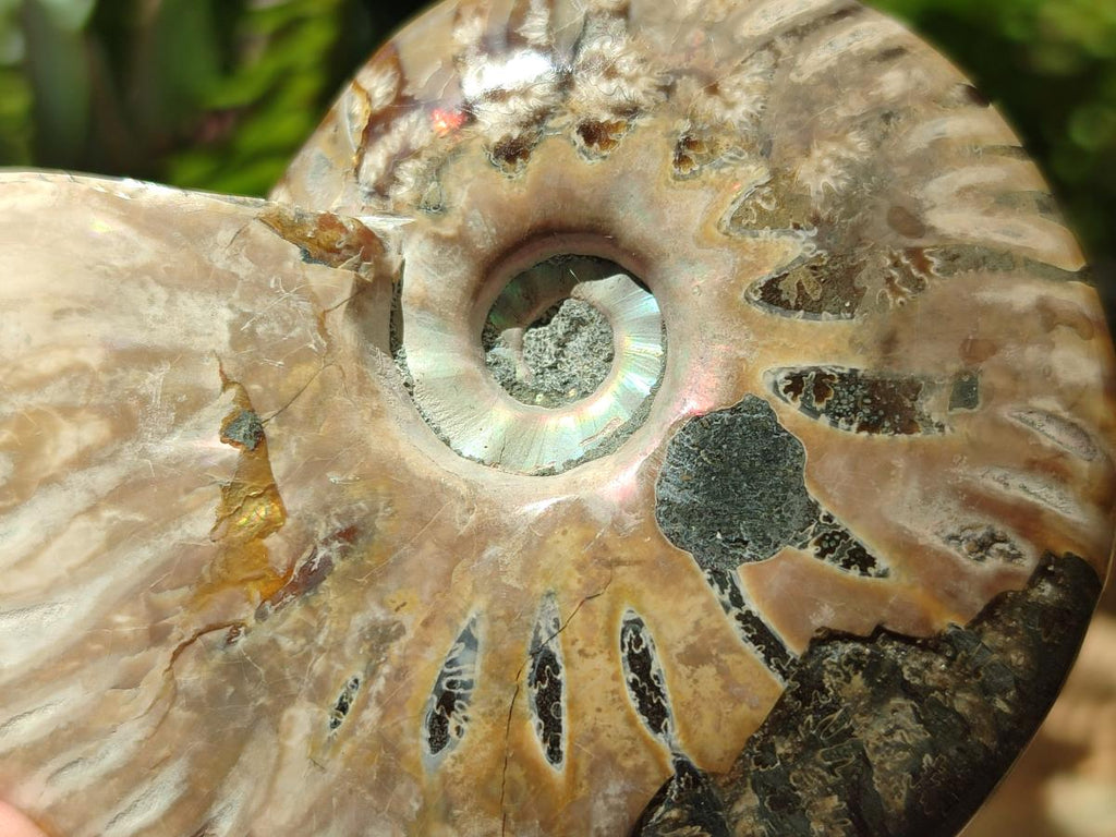 Polished Cleoniceras Red Ammolite Opalized Ammonite Fossils x 6 From Tulear, Madagascar