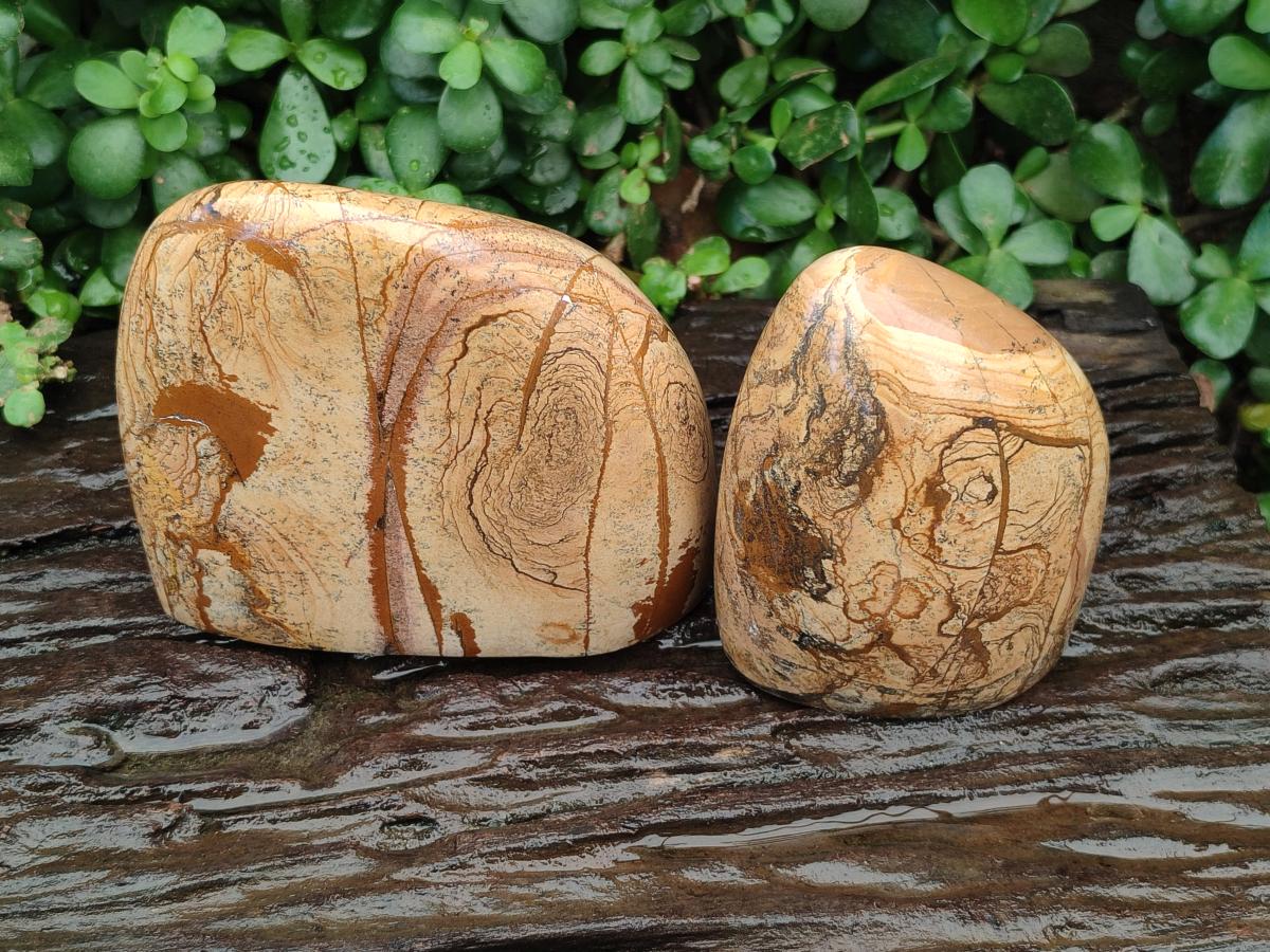 Polished Picture Stone Jasper Standing Free Forms x 2 From Ais-Ais, Namibia
