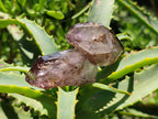 Natural Window Amethyst Crystals x 35 From Chiredzi, Zimbabwe