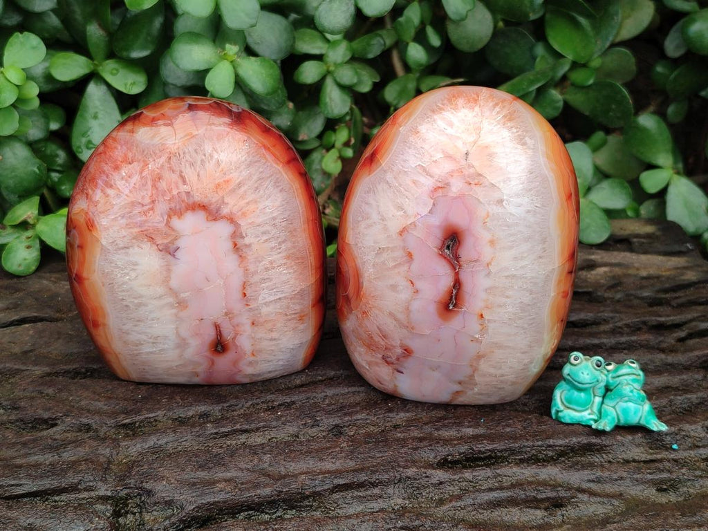 Polished Carnelian Agate Gemstone Standing Free Forms x 2 From Madagascar