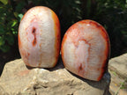 Polished Carnelian Agate Gemstone Standing Free Forms x 2 From Madagascar
