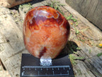 Polished Carnelian Agate Gemstone Standing Free Forms x 2 From Madagascar