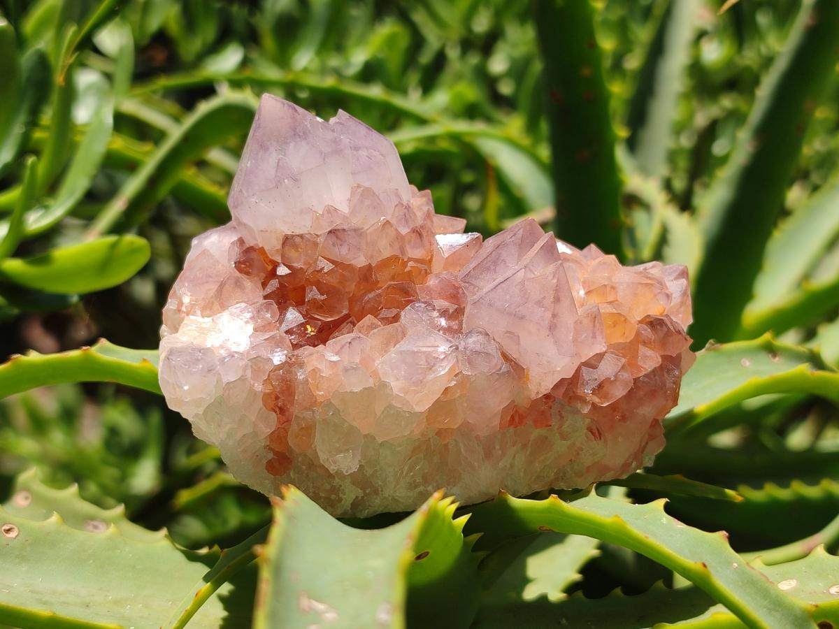 Natural Amethyst Spirit Clusters x 5 From Boekenhouthoek, South Africa
