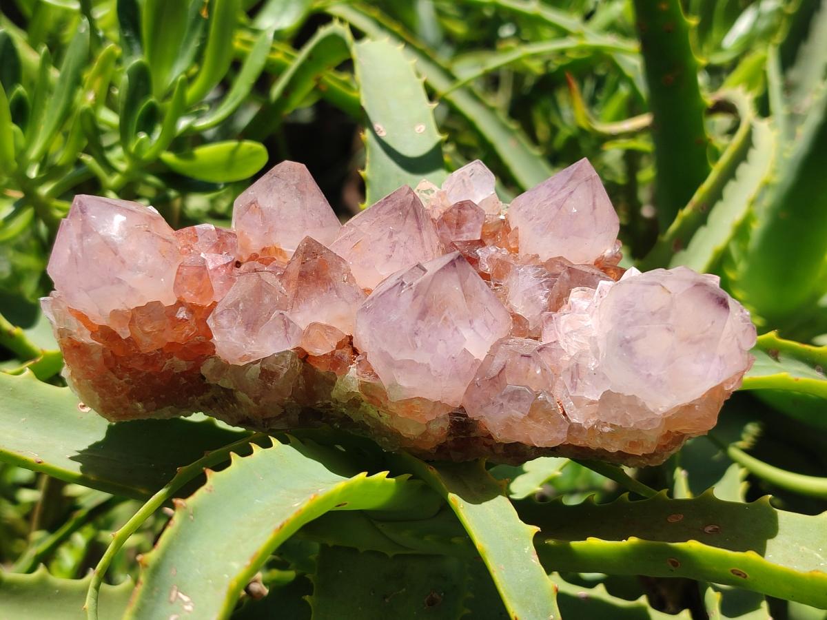 Natural Amethyst Spirit Clusters x 5 From Boekenhouthoek, South Africa