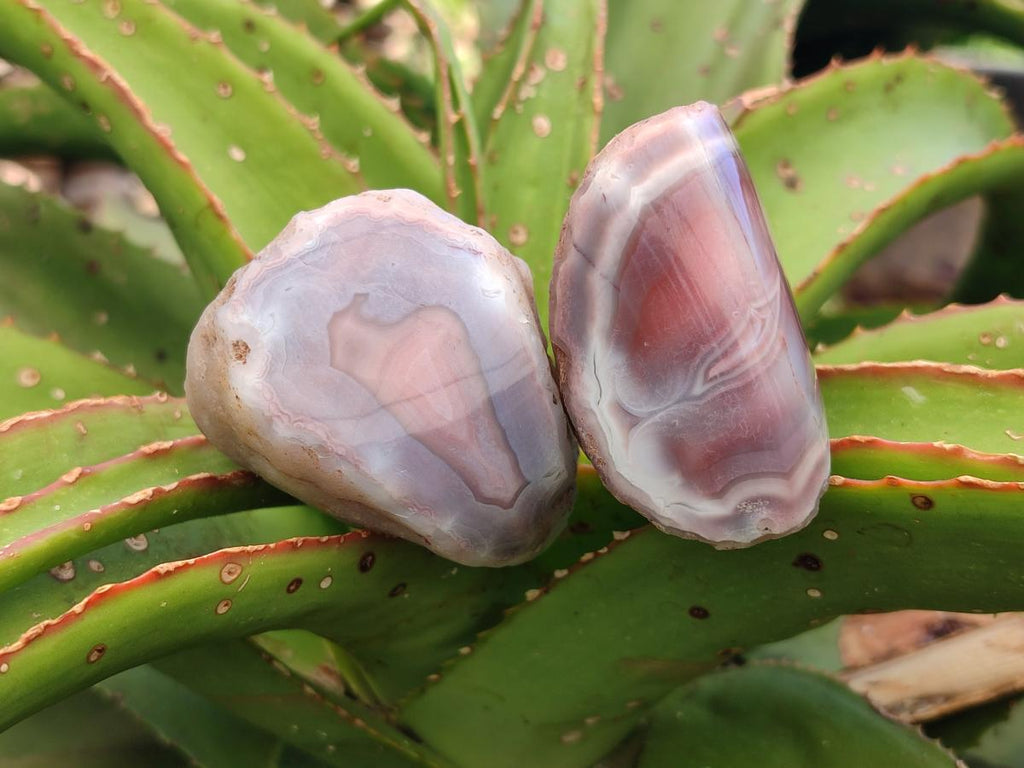 Polished Small One Side Red Shashe River Agate Nodules x 12 From Shashe River, Zimbabwe