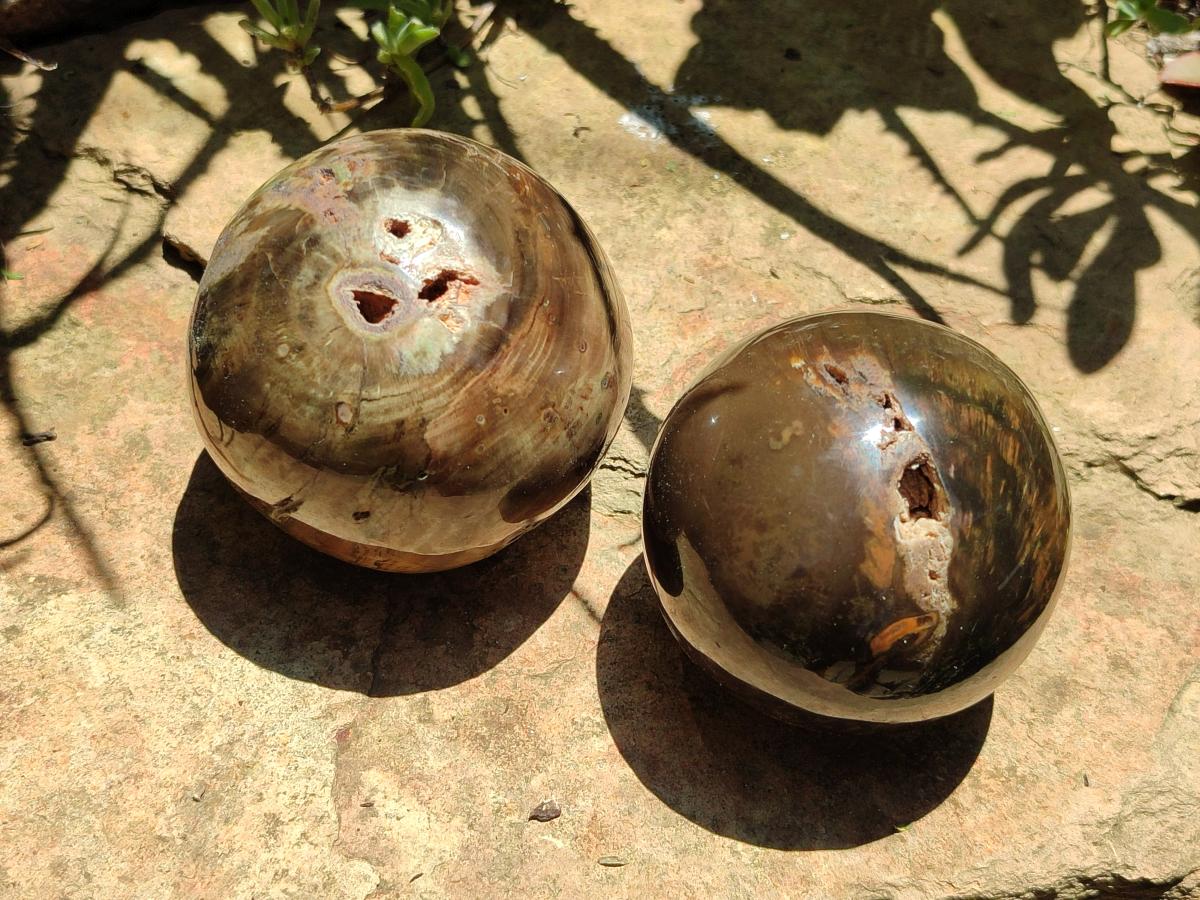 Polished Dadoxylon Petrified Wood Spheres x 3 From Gokwe, Zimbabwe