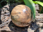 Polished Dadoxylon Petrified Wood Spheres x 3 From Gokwe, Zimbabwe