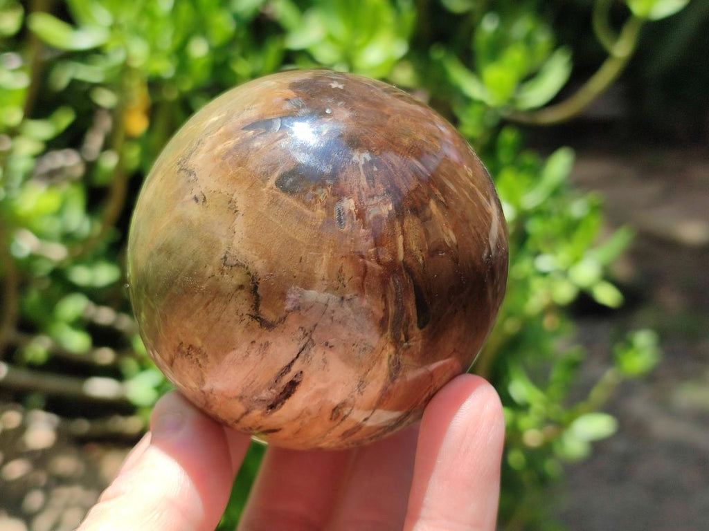 Polished Dadoxylon Petrified Wood Spheres x 3 From Gokwe, Zimbabwe