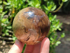 Polished Dadoxylon Petrified Wood Spheres x 3 From Gokwe, Zimbabwe