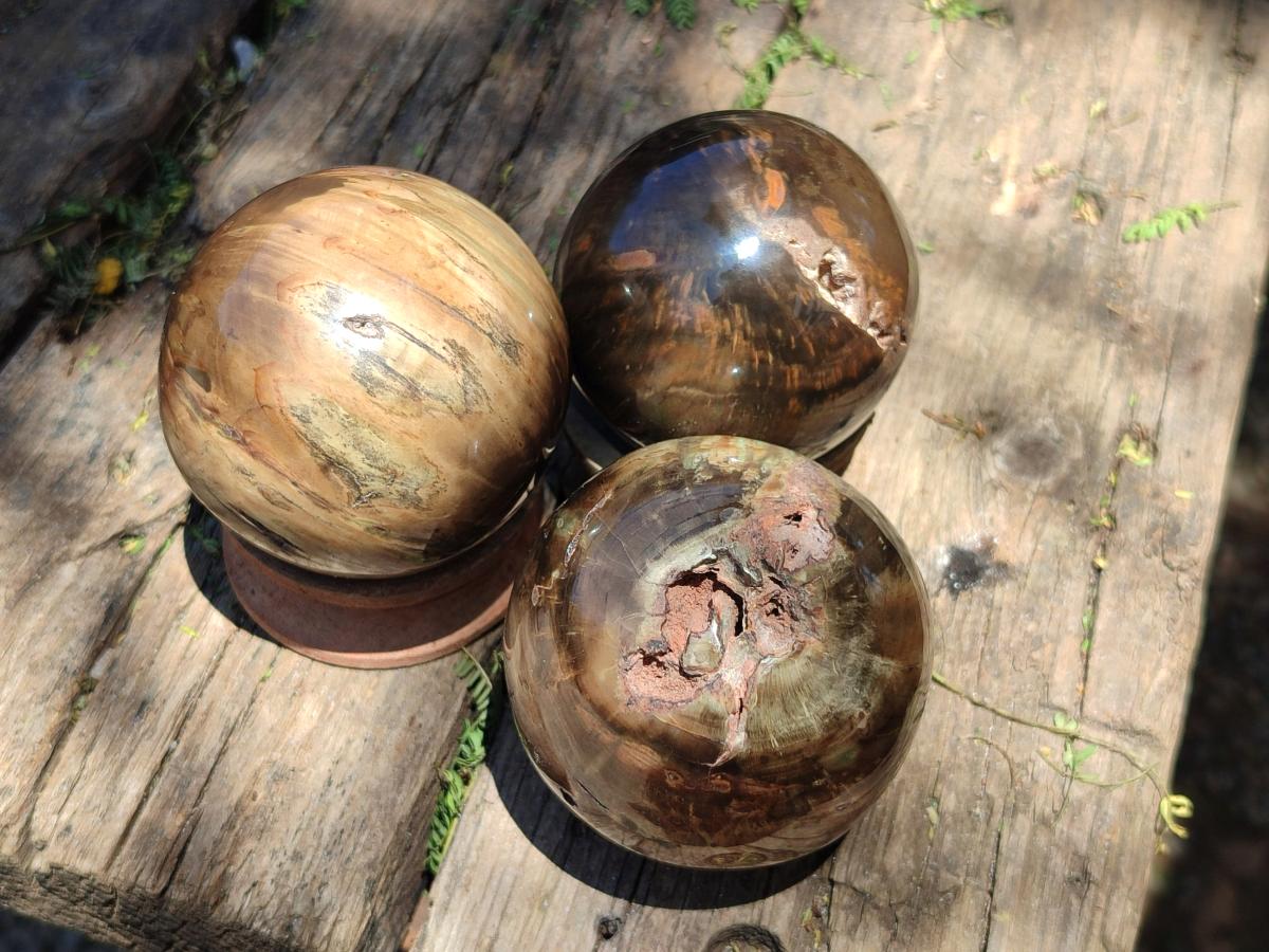 Polished Dadoxylon Petrified Wood Spheres x 3 From Gokwe, Zimbabwe
