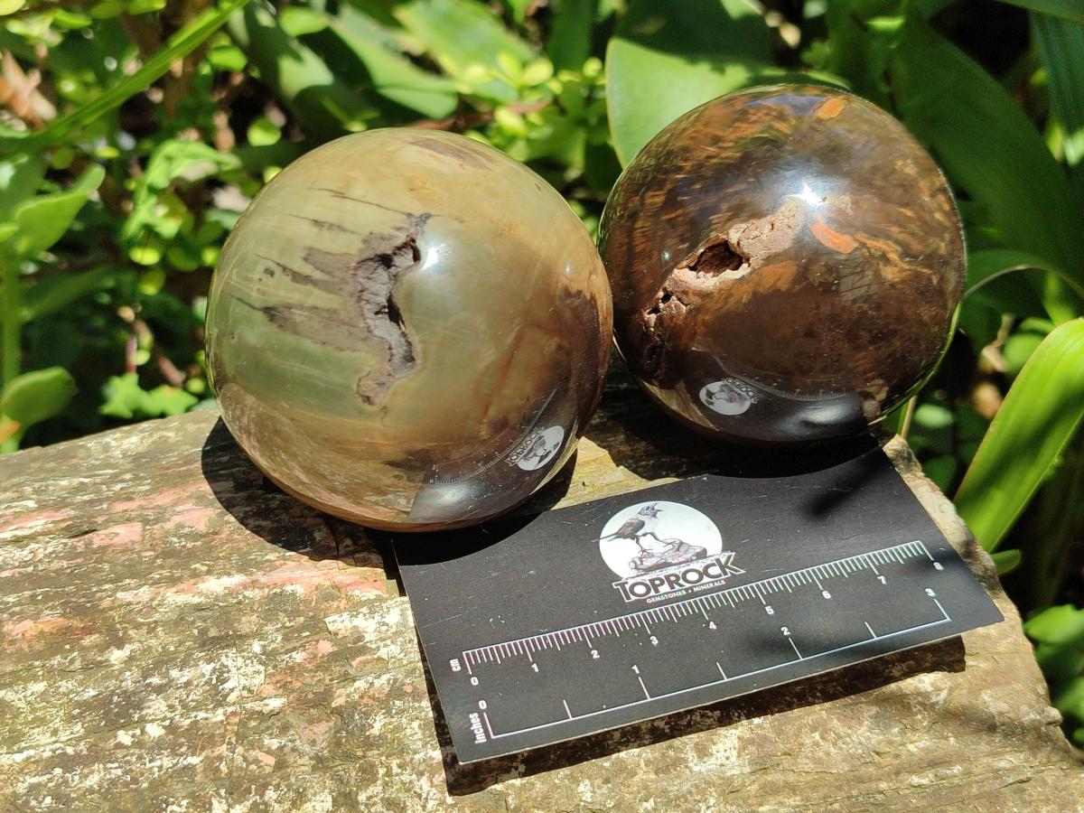 Polished Dadoxylon Petrified Wood Spheres x 3 From Gokwe, Zimbabwe