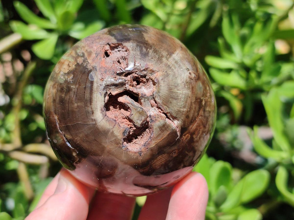 Polished Dadoxylon Petrified Wood Spheres x 3 From Gokwe, Zimbabwe