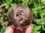 Polished Dadoxylon Petrified Wood Spheres x 3 From Gokwe, Zimbabwe
