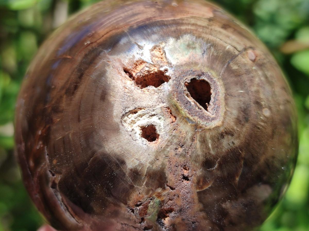 Polished Dadoxylon Petrified Wood Spheres x 3 From Gokwe, Zimbabwe