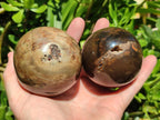 Polished Dadoxylon Petrified Wood Spheres x 3 From Gokwe, Zimbabwe