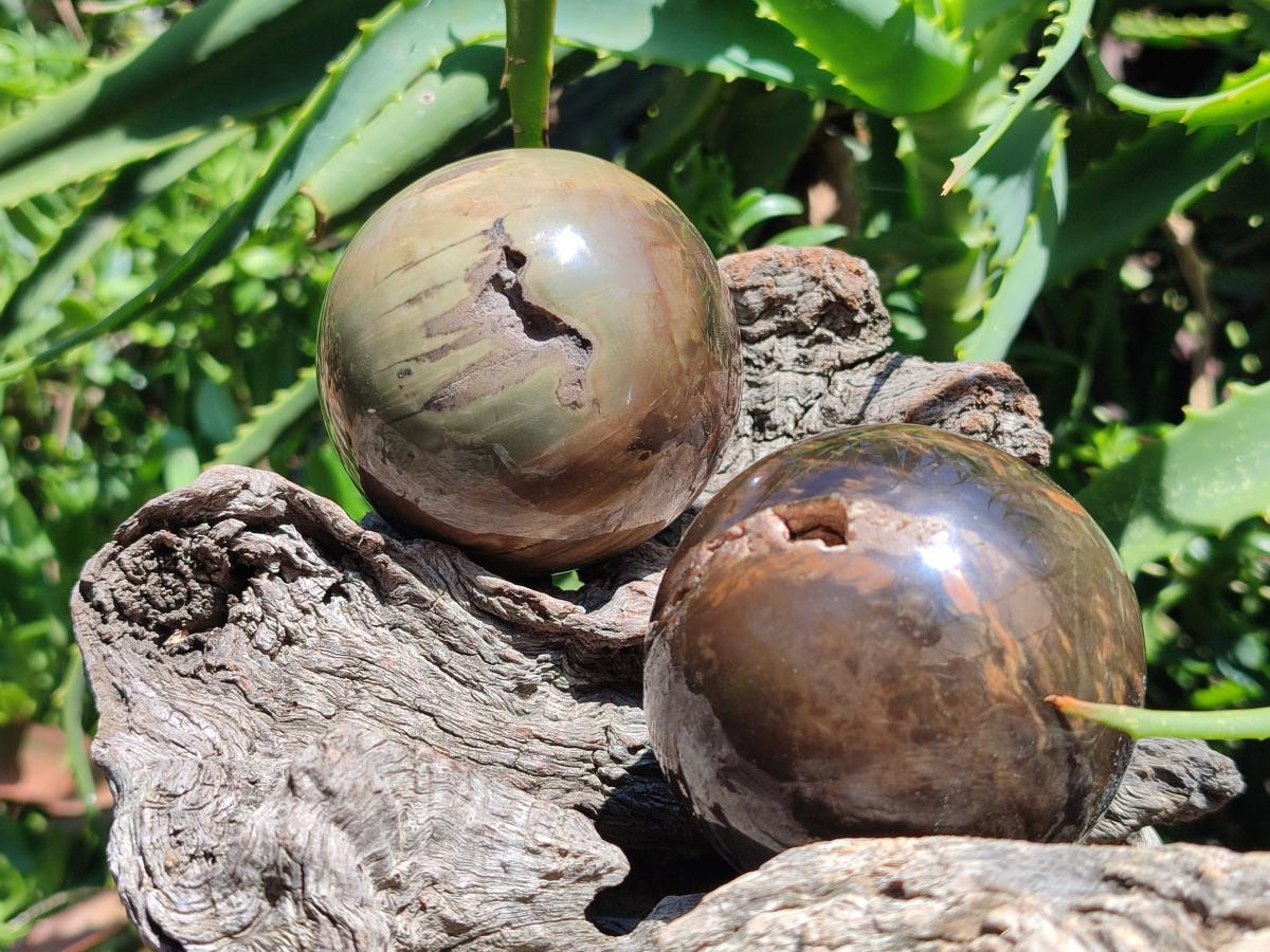 Polished Dadoxylon Petrified Wood Spheres x 3 From Gokwe, Zimbabwe