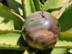 Polished Dadoxylon Petrified Wood Spheres x 3 From Gokwe, Zimbabwe