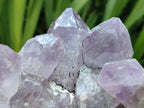 Natural Jacaranda Amethyst Crystal Clusters x 6 From Mumbwa, Zambia